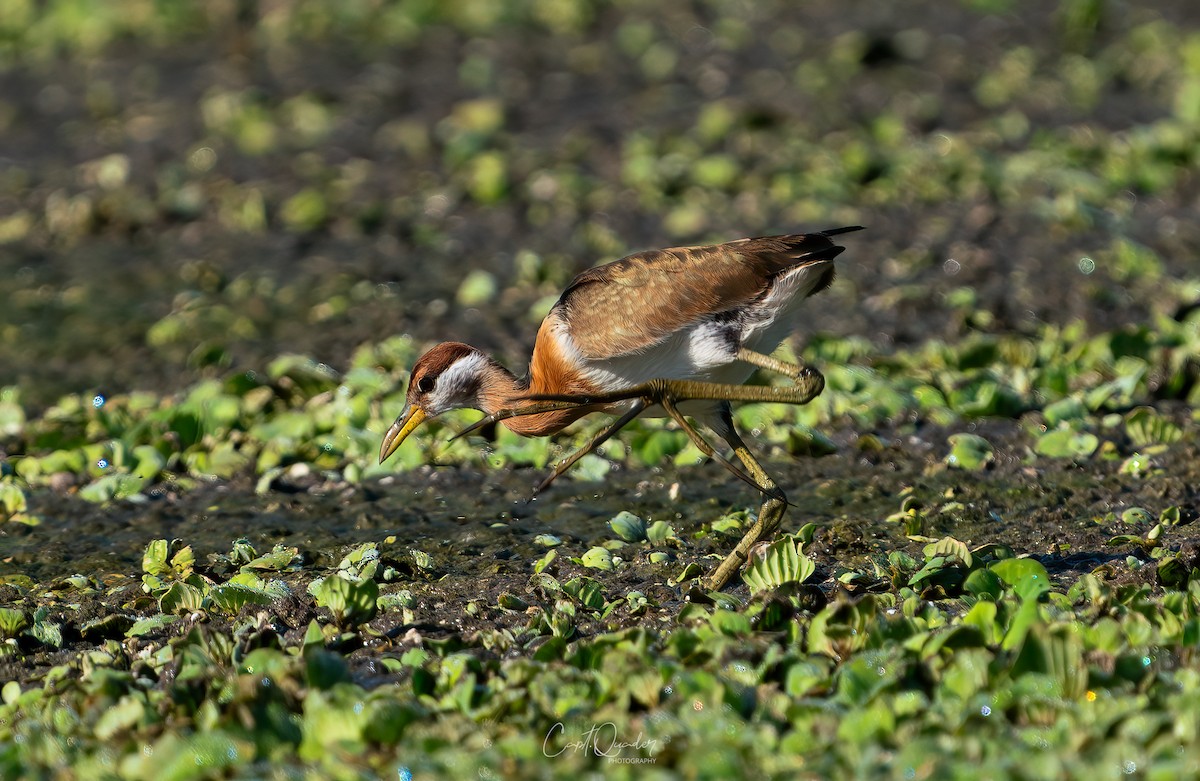 Bronze-winged Jacana - ML638944808