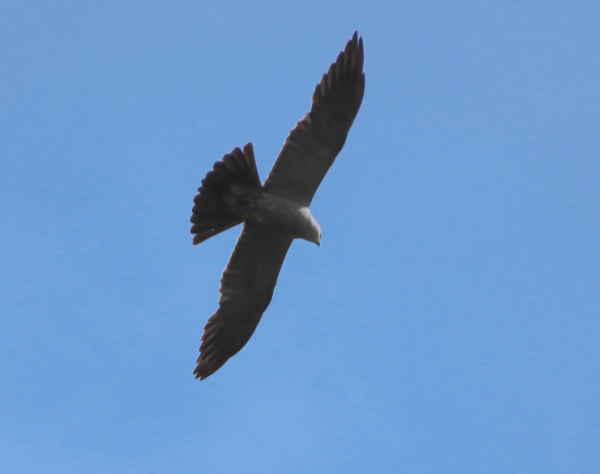 Mississippi Kite - ML638944810