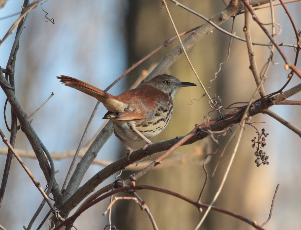 Brown Thrasher - ML638944836