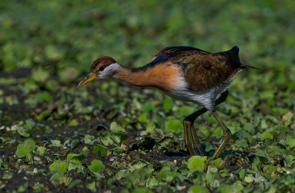 Pheasant-tailed Jacana - ML638944854