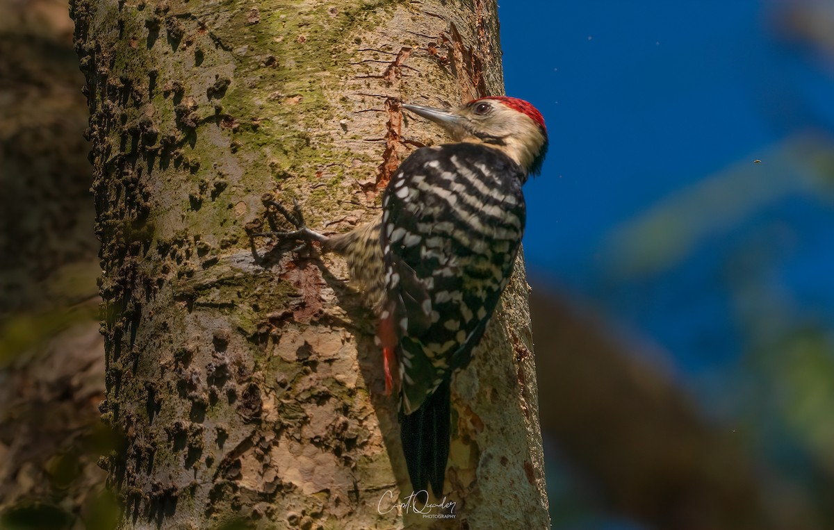 Fulvous-breasted Woodpecker - ML638944865