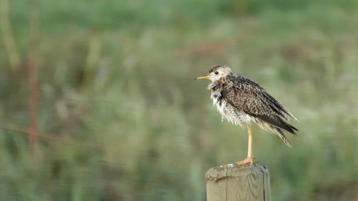 Upland Sandpiper - ML638944866