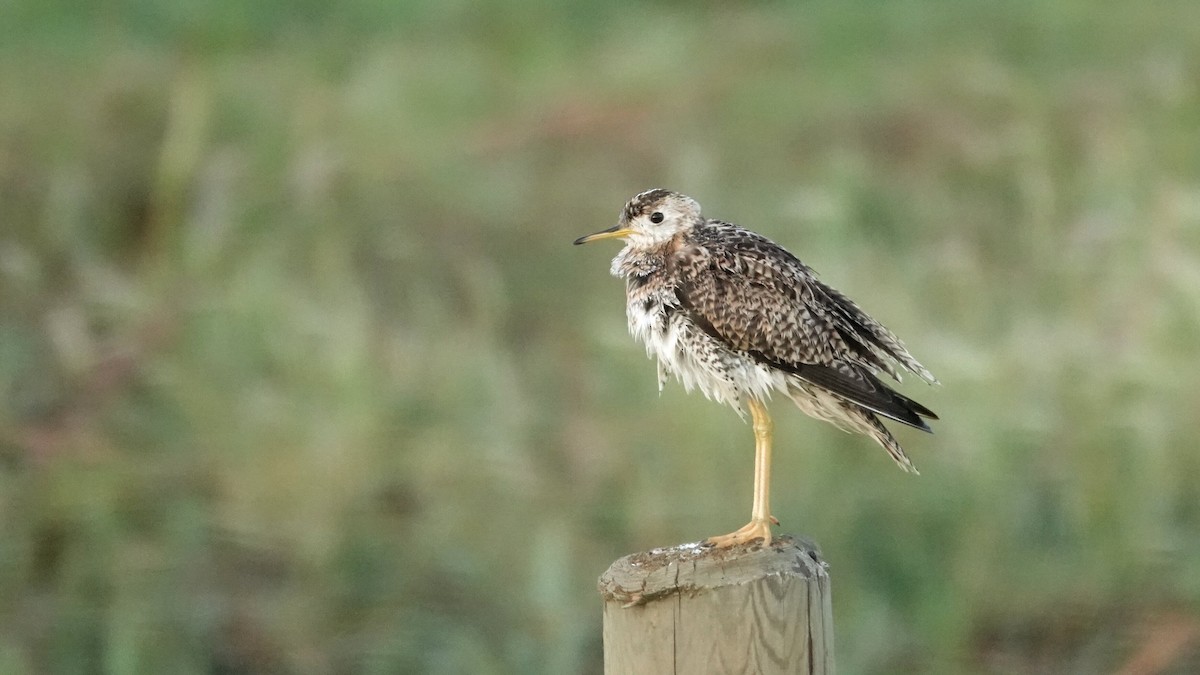 Upland Sandpiper - ML638944867