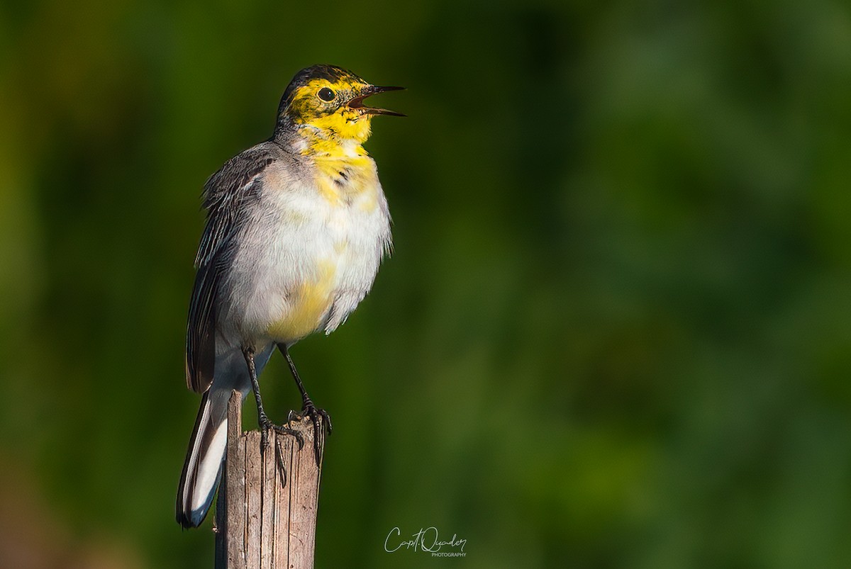 Citrine Wagtail - ML638944890