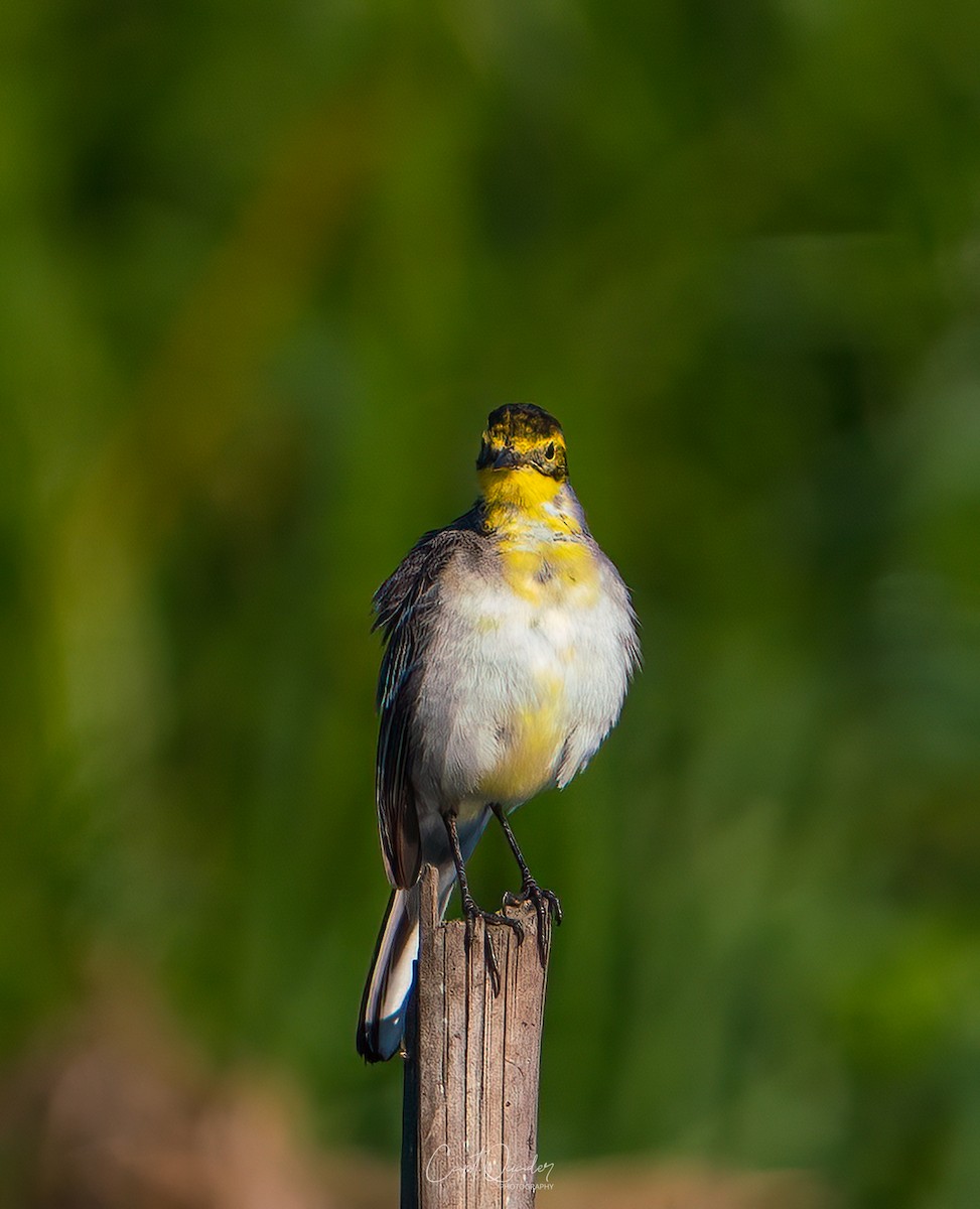 Citrine Wagtail - ML638944894
