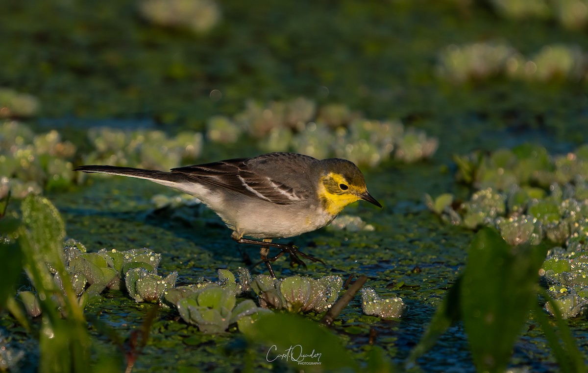 Citrine Wagtail - ML638944895