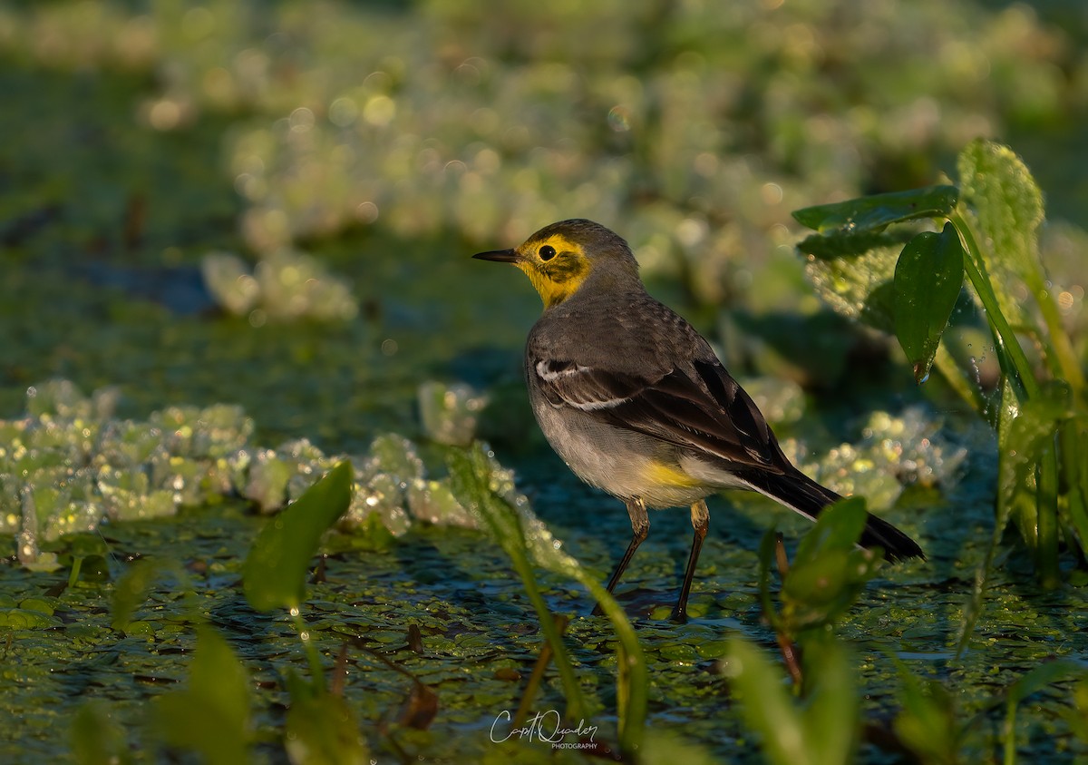 Citrine Wagtail - ML638944901
