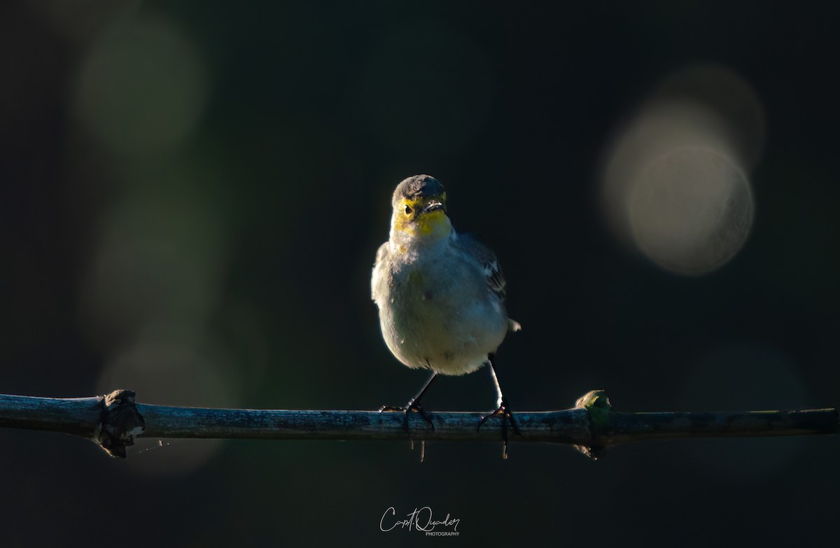 Citrine Wagtail - ML638944906