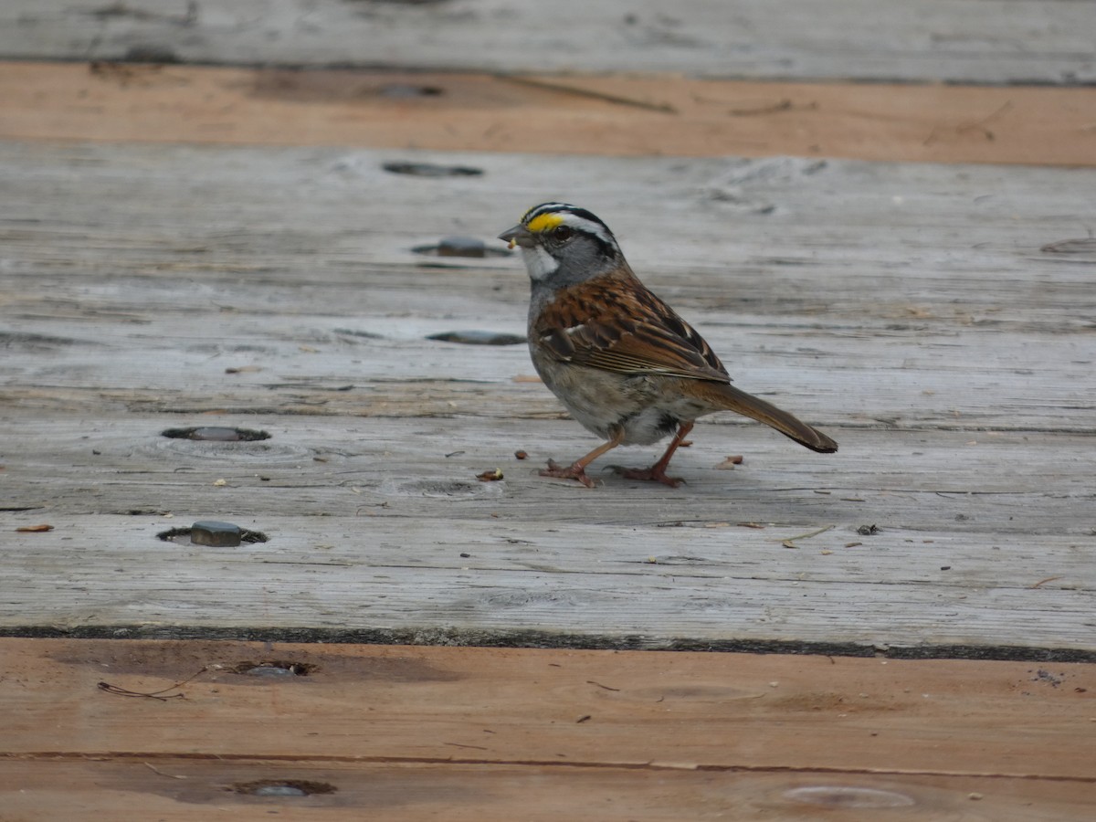 White-throated Sparrow - ML638944907