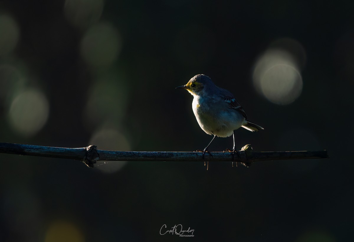 Citrine Wagtail - ML638944910