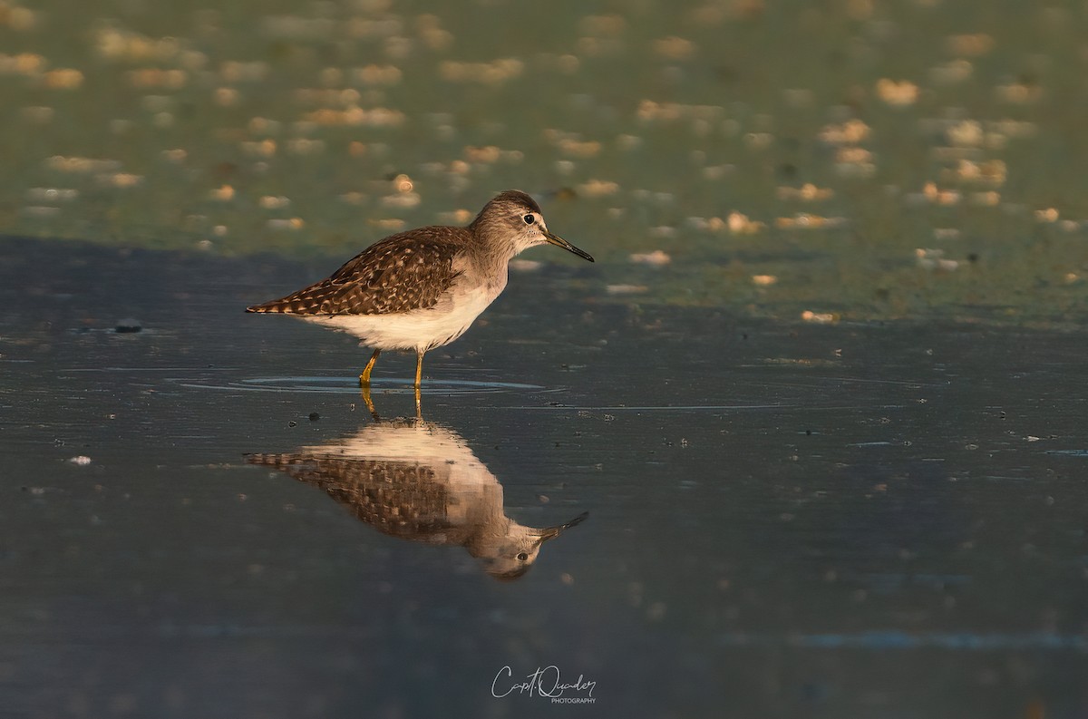 Wood Sandpiper - ML638944918