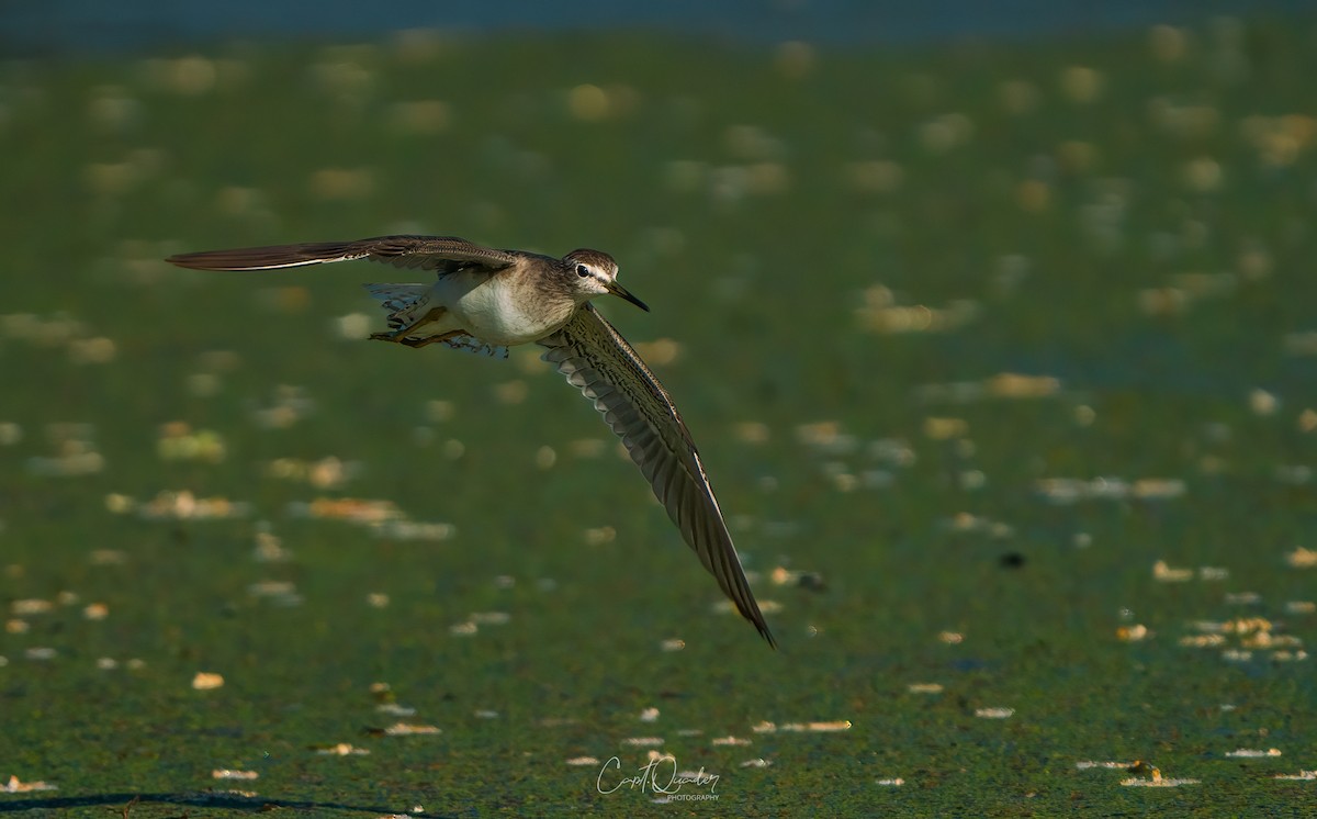 Wood Sandpiper - ML638944923