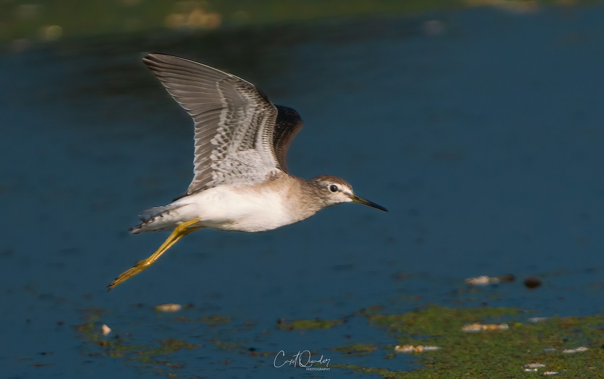 Wood Sandpiper - ML638944928