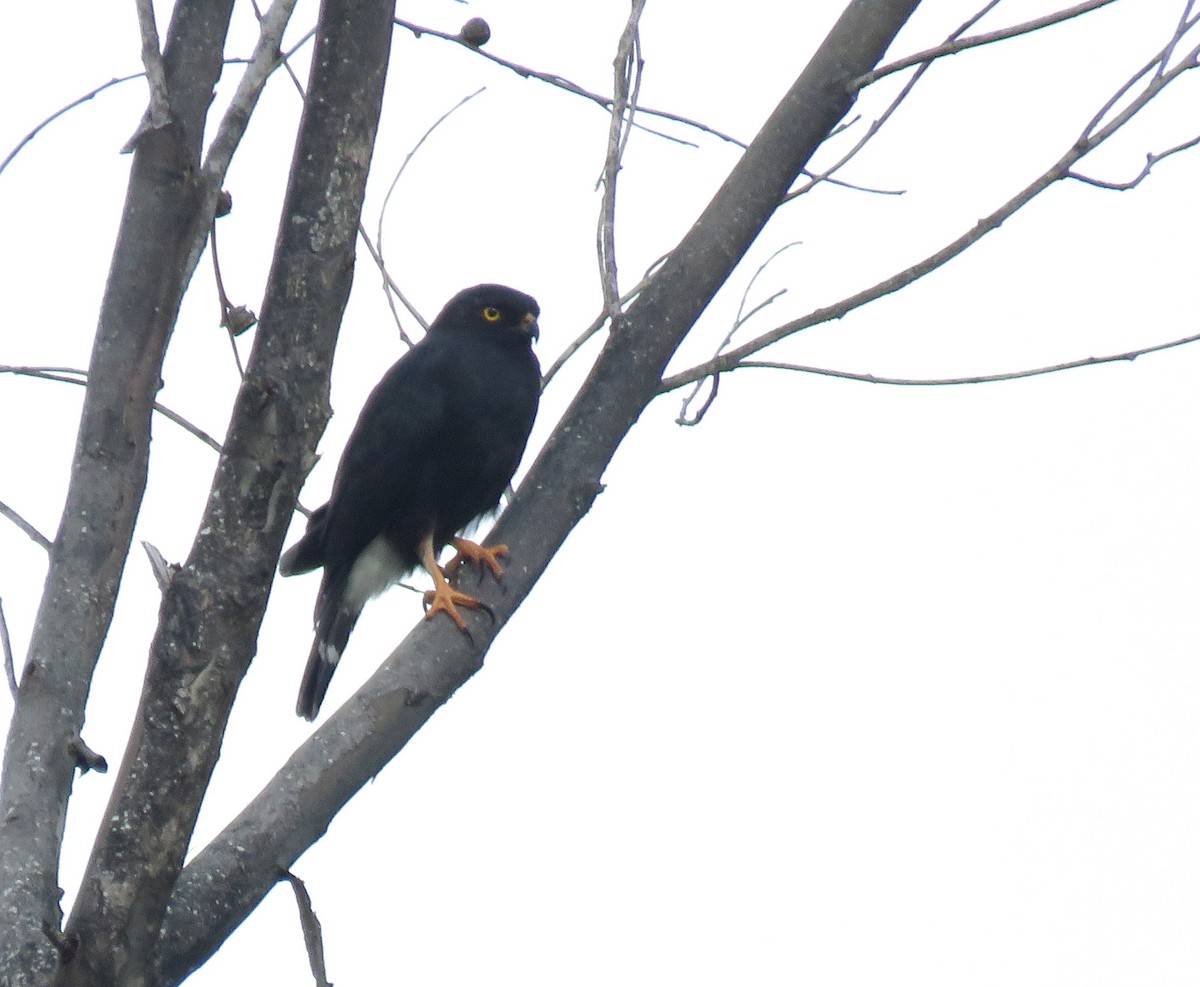 White-rumped Hawk - ML638944931