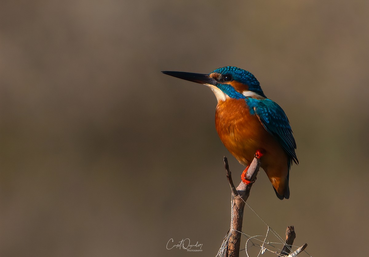 Common Kingfisher - ML638944937