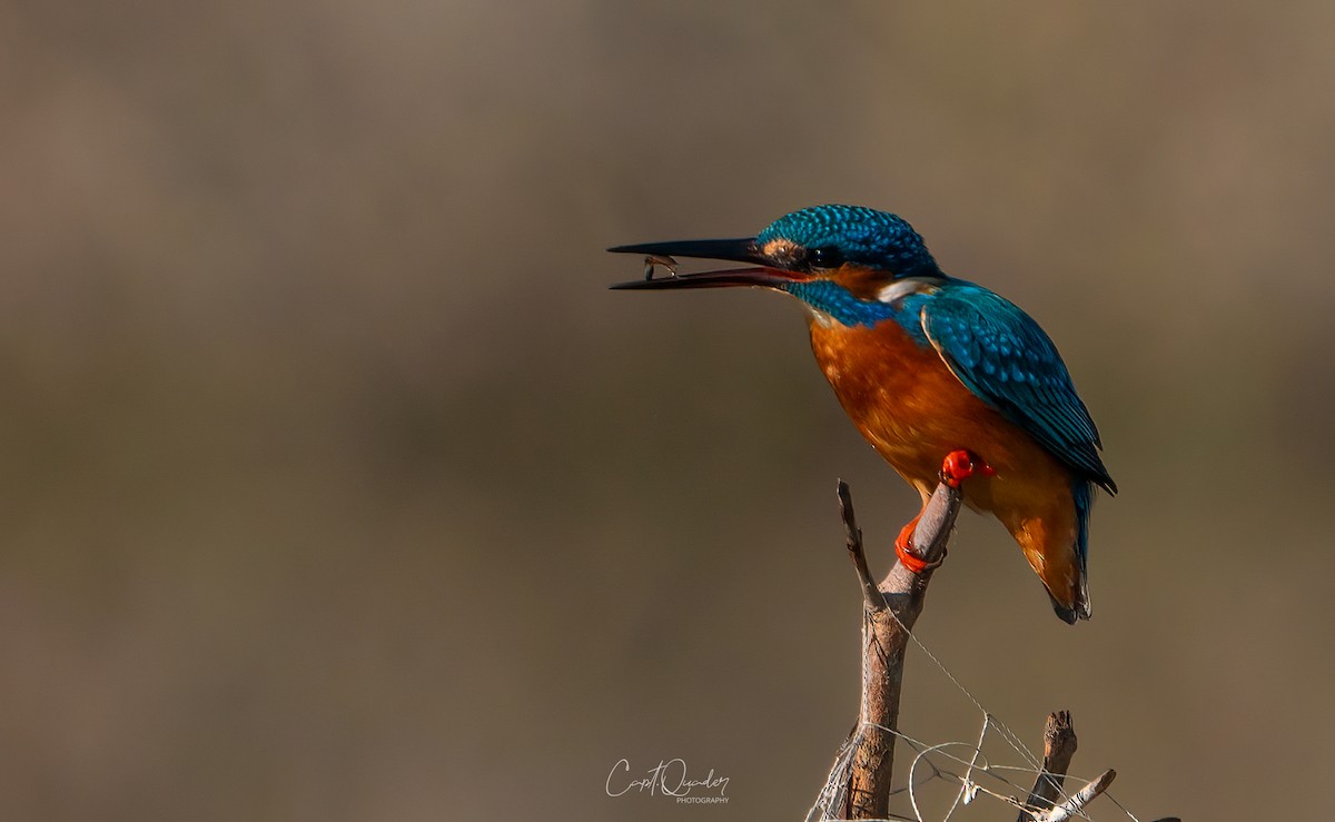 Common Kingfisher - ML638944941