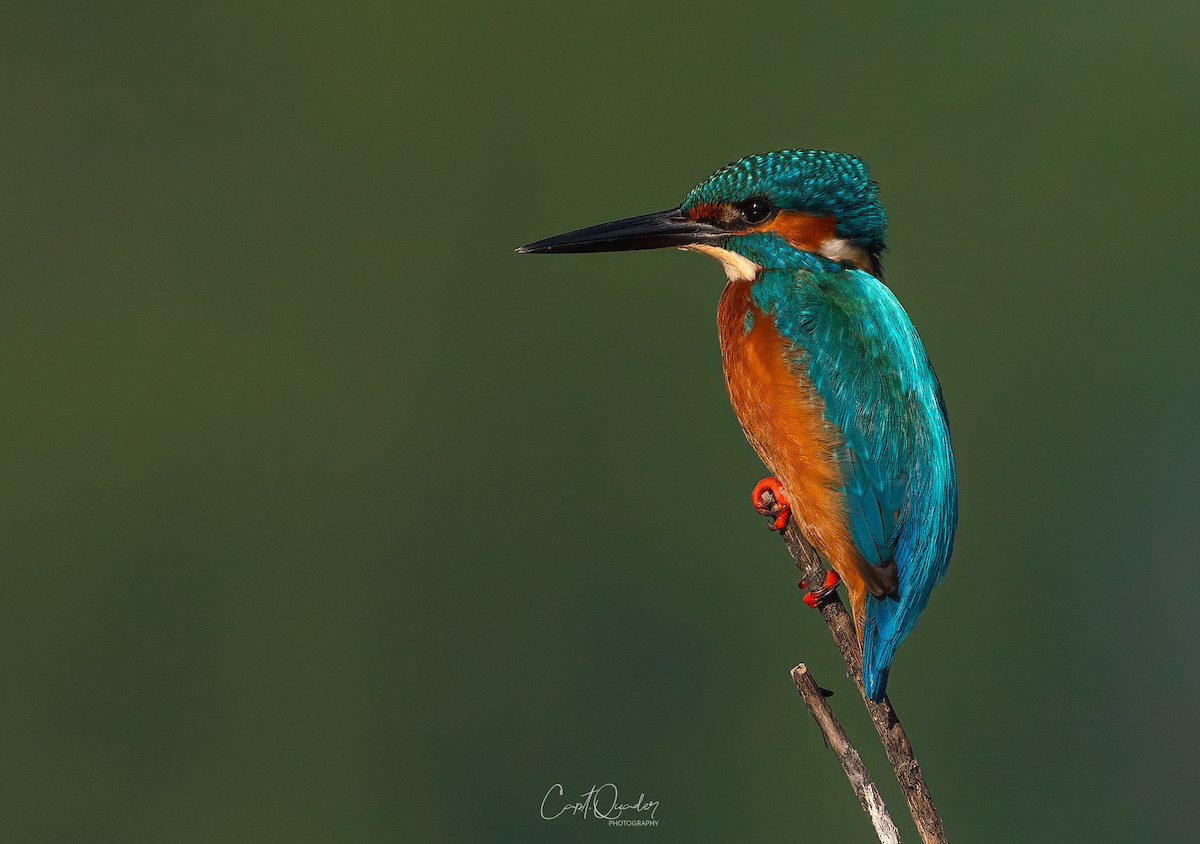 Common Kingfisher - ML638944946