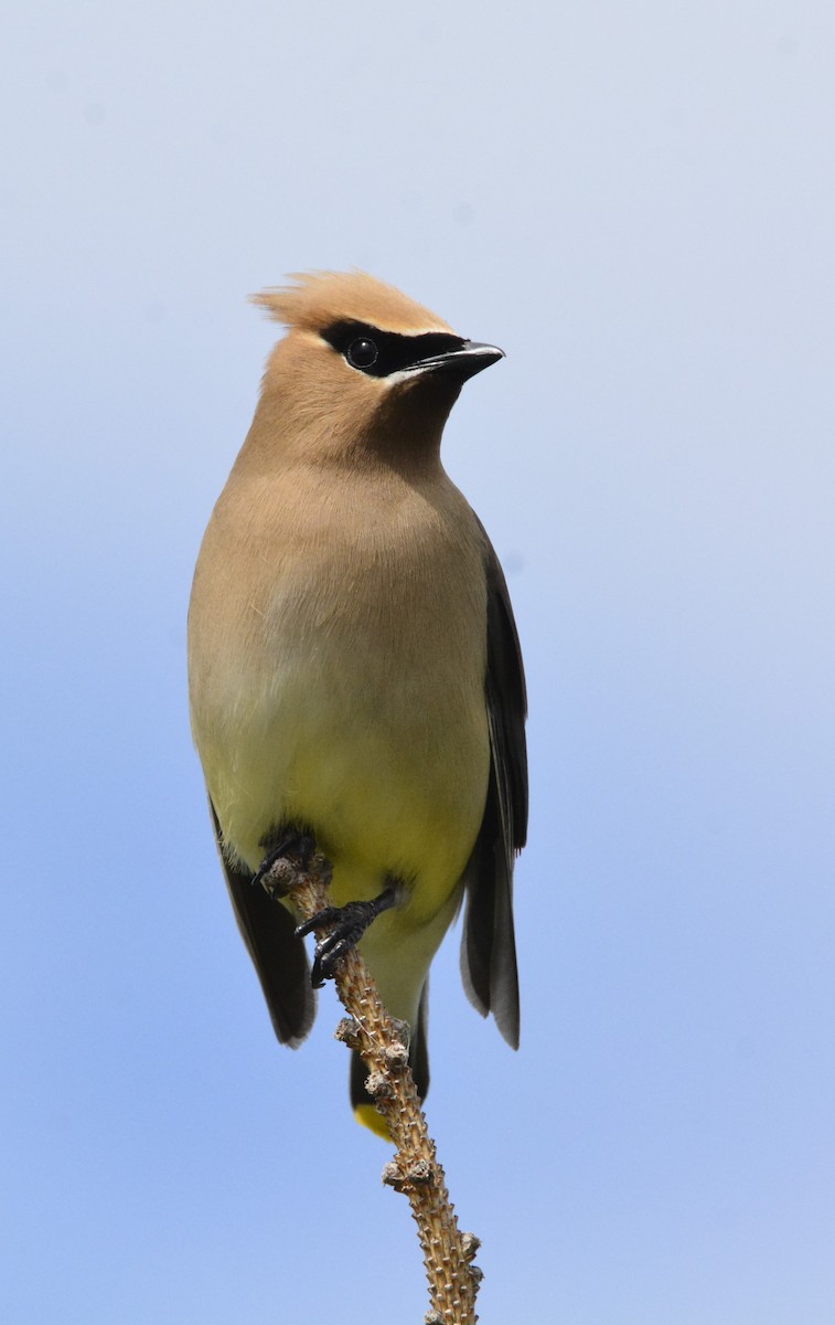 Cedar Waxwing - ML638944957
