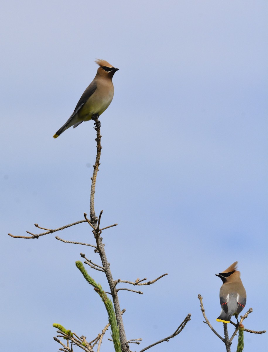 Cedar Waxwing - ML638944958