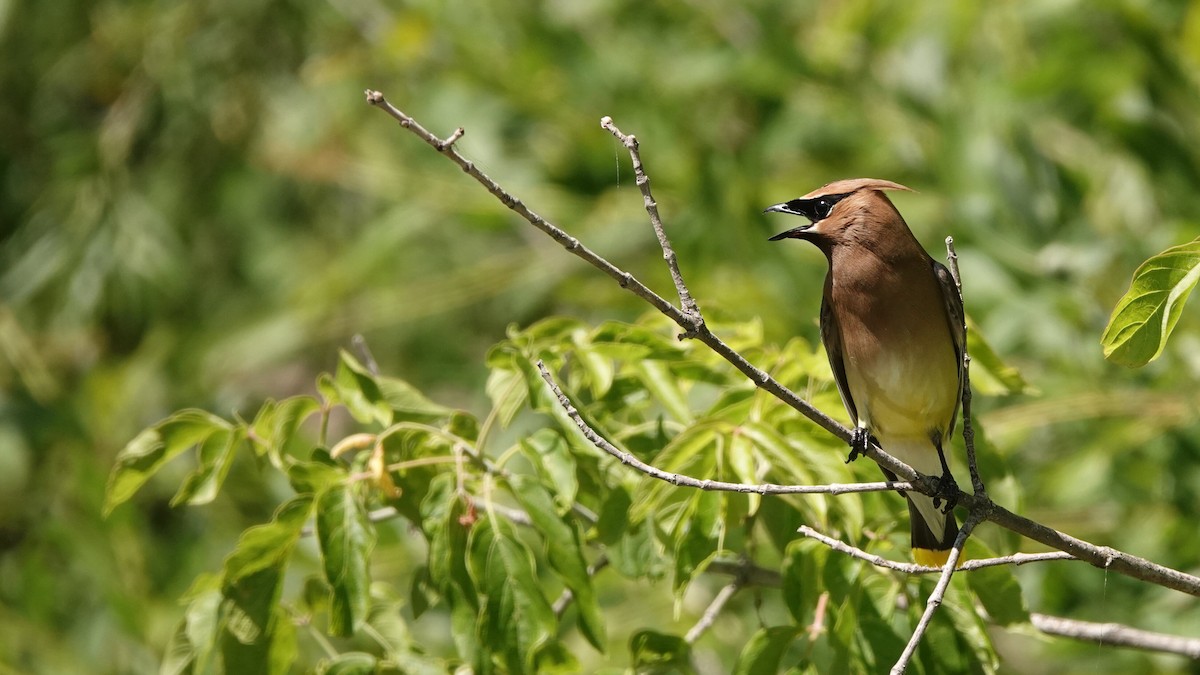 Cedar Waxwing - ML638944959