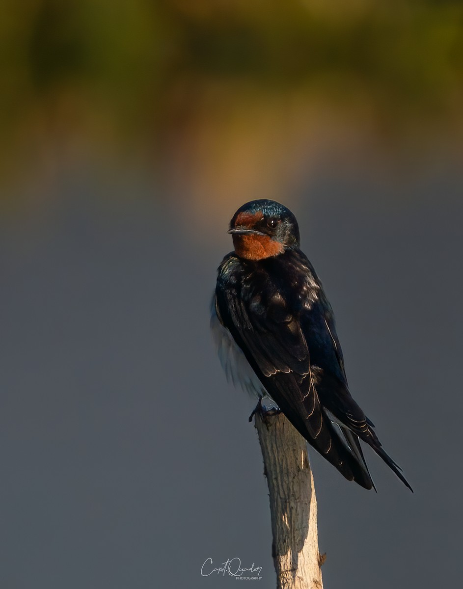 Barn Swallow - ML638944972