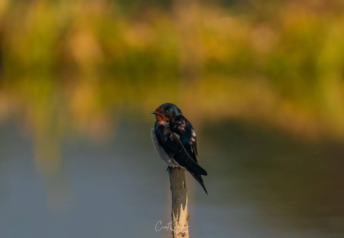 Barn Swallow - ML638944974