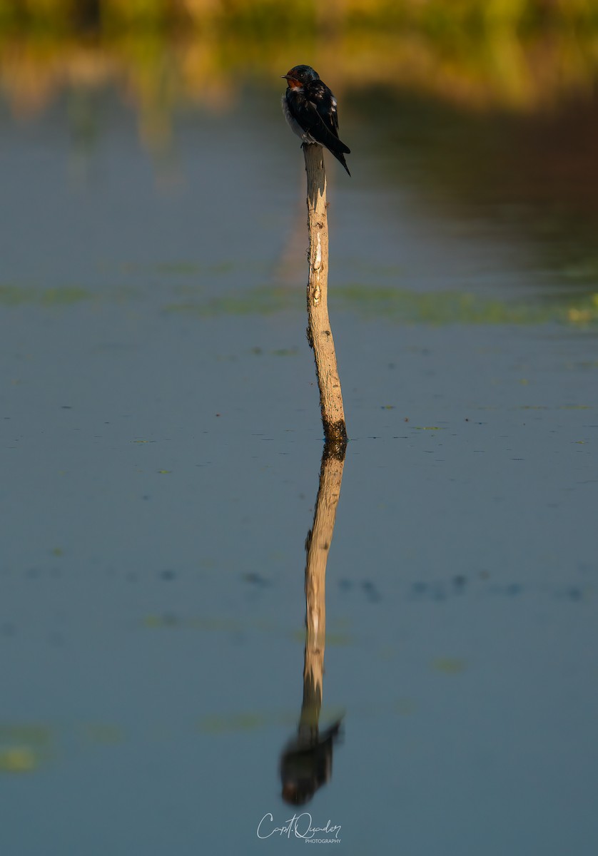 Barn Swallow - ML638944976