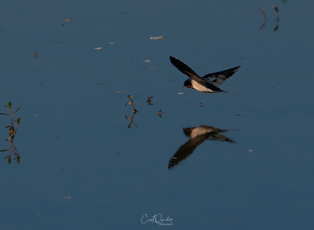 Barn Swallow - ML638944977