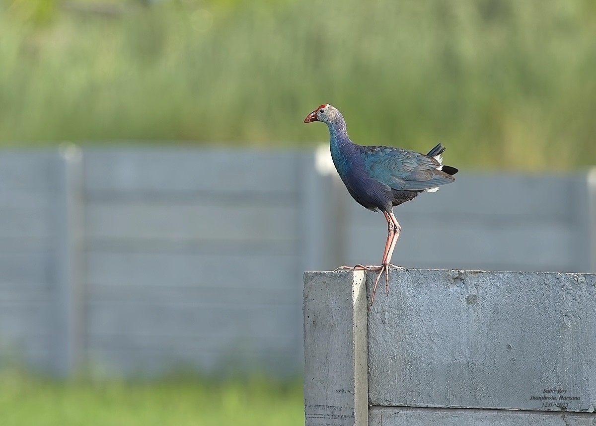 Gray-headed Swamphen - ML638944979