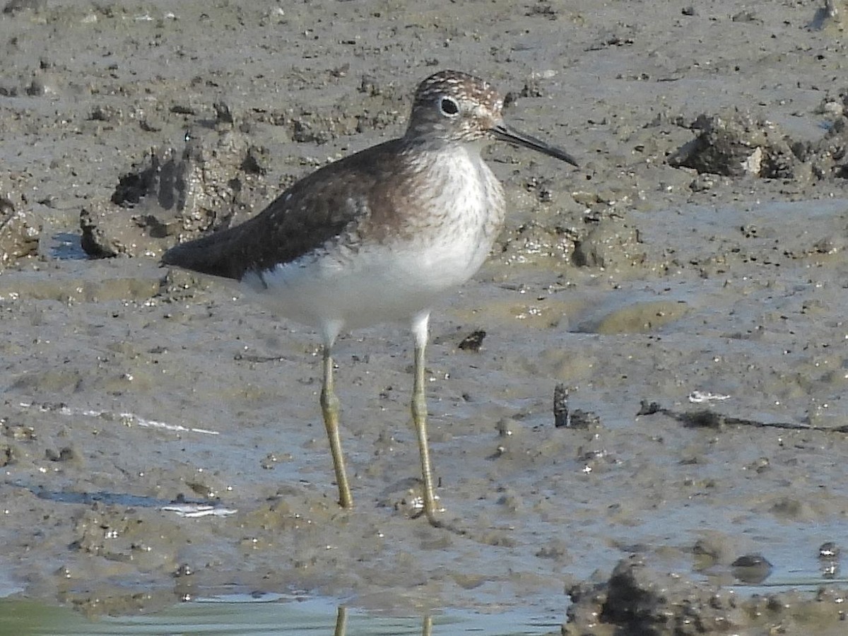 Solitary Sandpiper - ML638945002