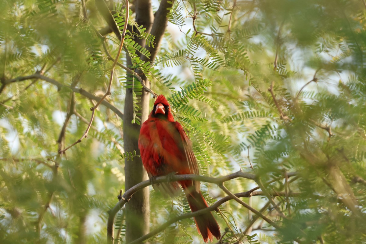 Cardinal rouge - ML638945015