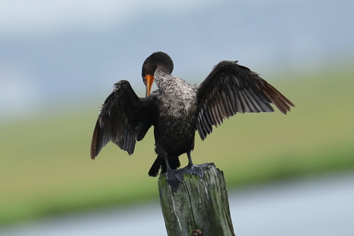 Cormorán Orejudo - ML638945019