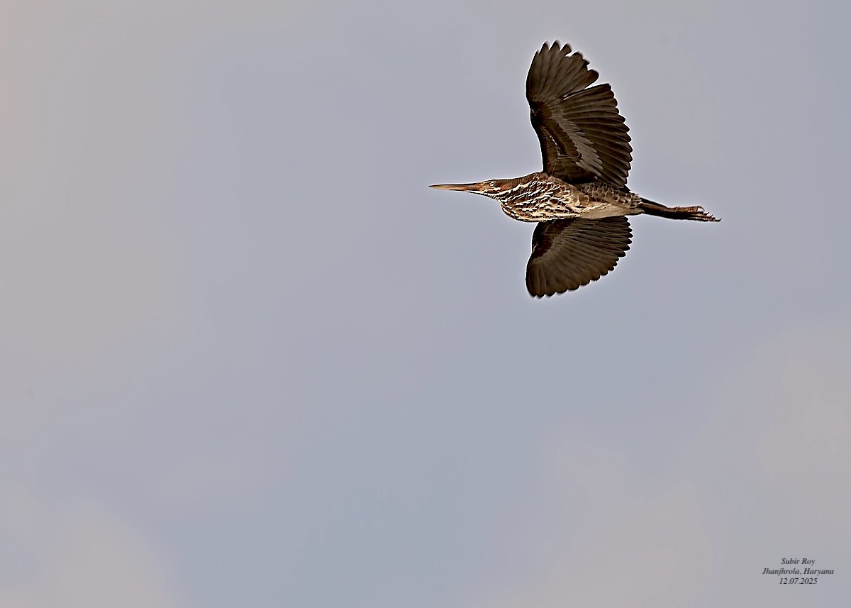 Black Bittern - ML638945032