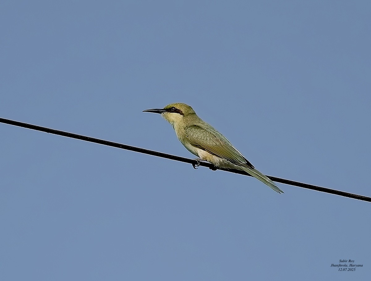 Asian Green Bee-eater - ML638945054