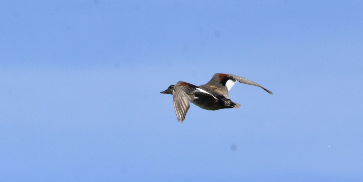Gadwall - ML638945075