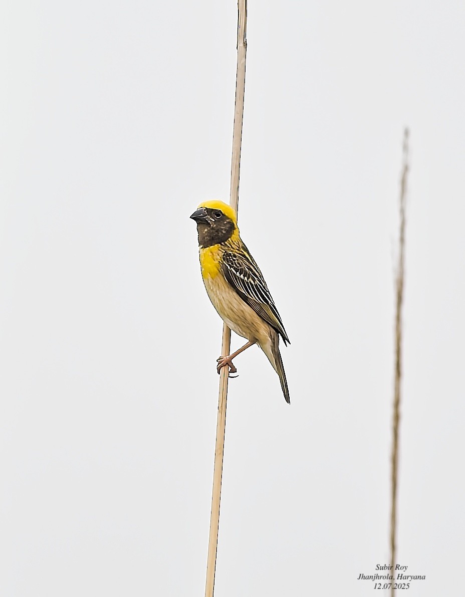 Baya Weaver - ML638945077