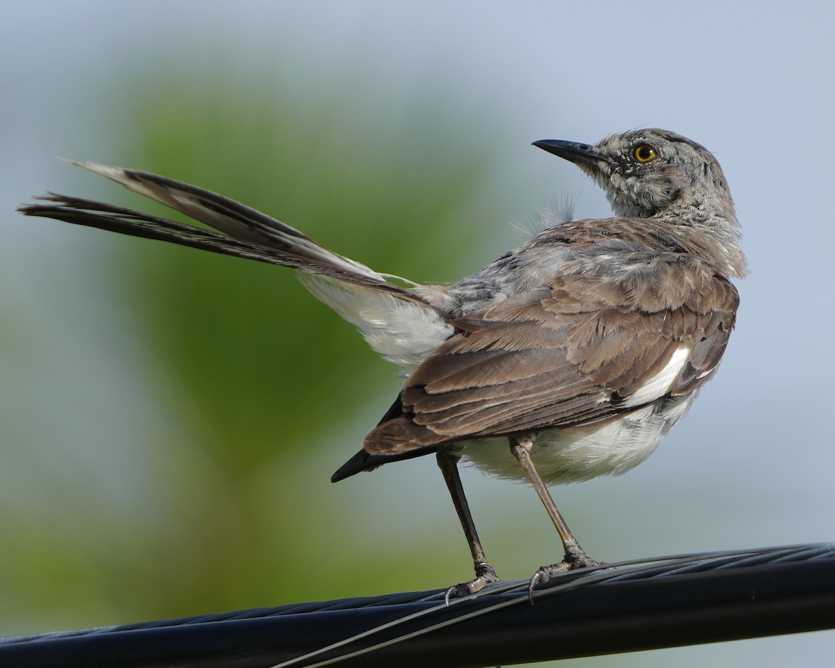Northern Mockingbird - ML638945078