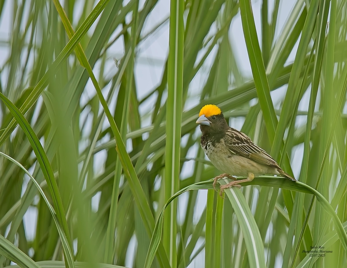 Black-breasted Weaver - ML638945092