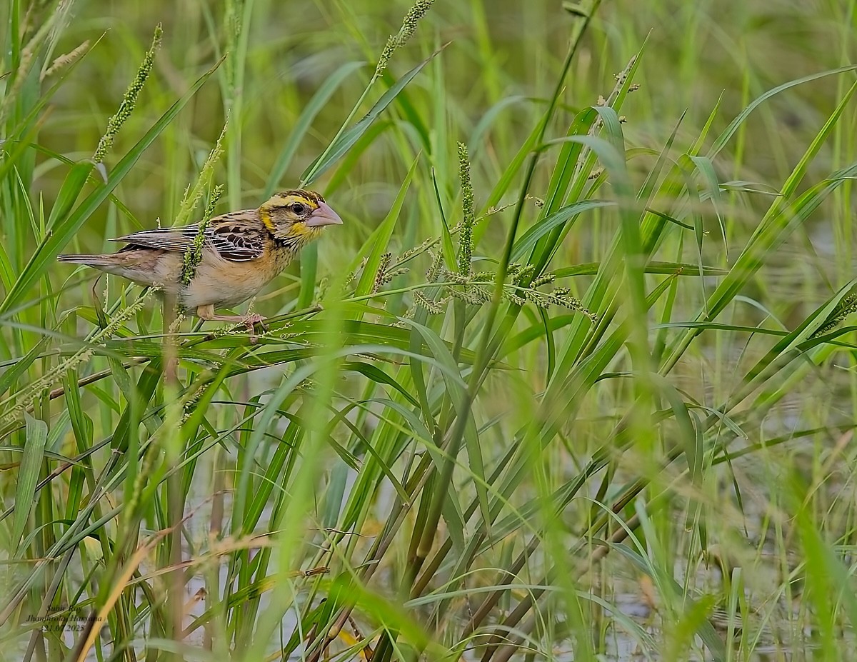 Black-breasted Weaver - ML638945093