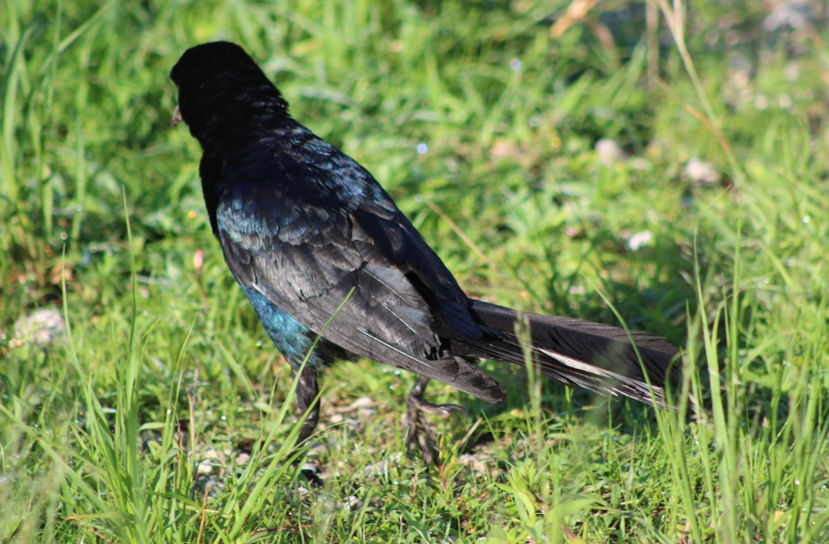 Boat-tailed Grackle - ML638945096