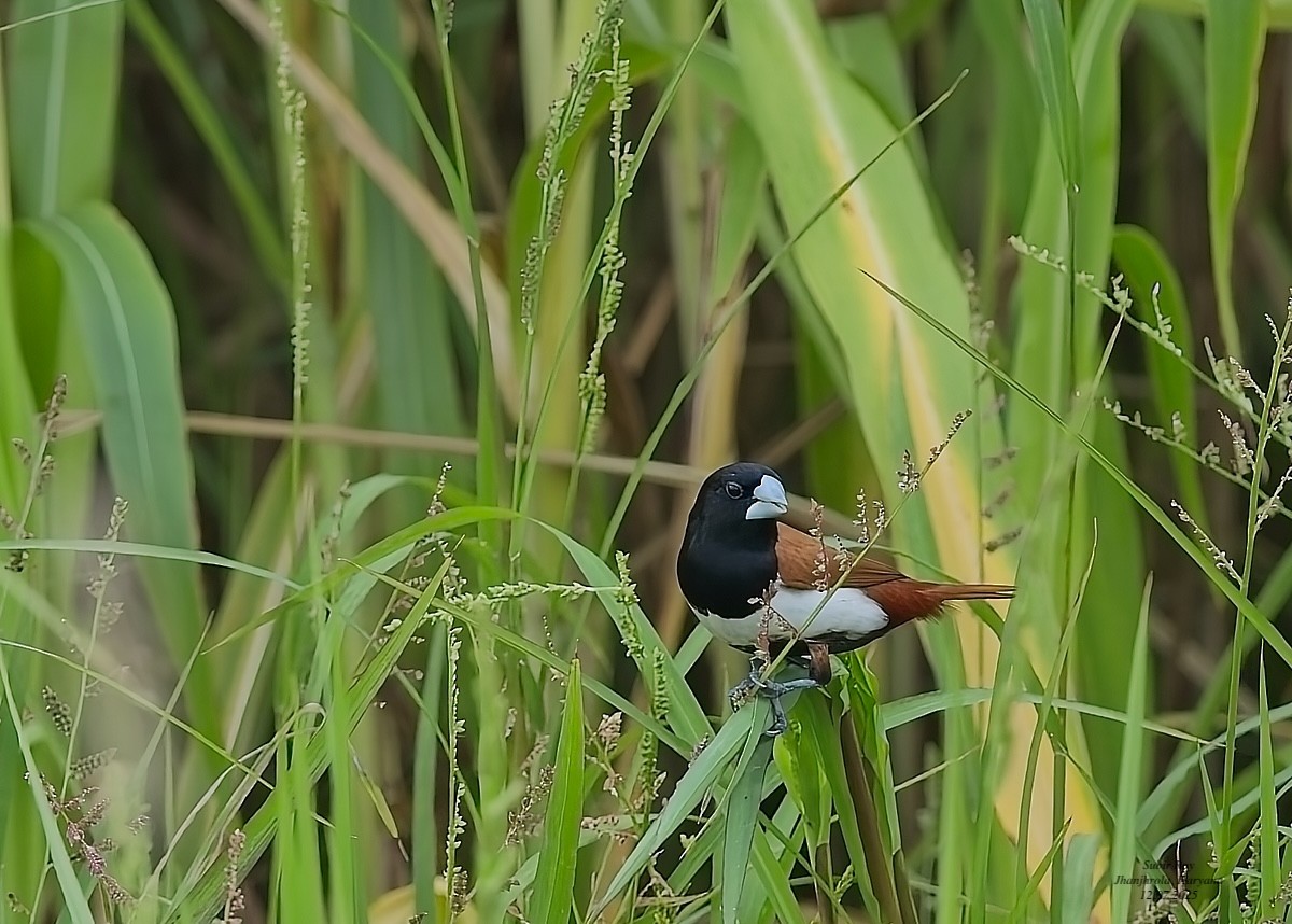 Tricolored Munia - ML638945104