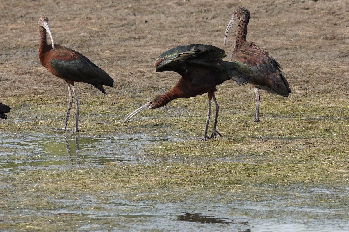 White-faced Ibis - ML638945112