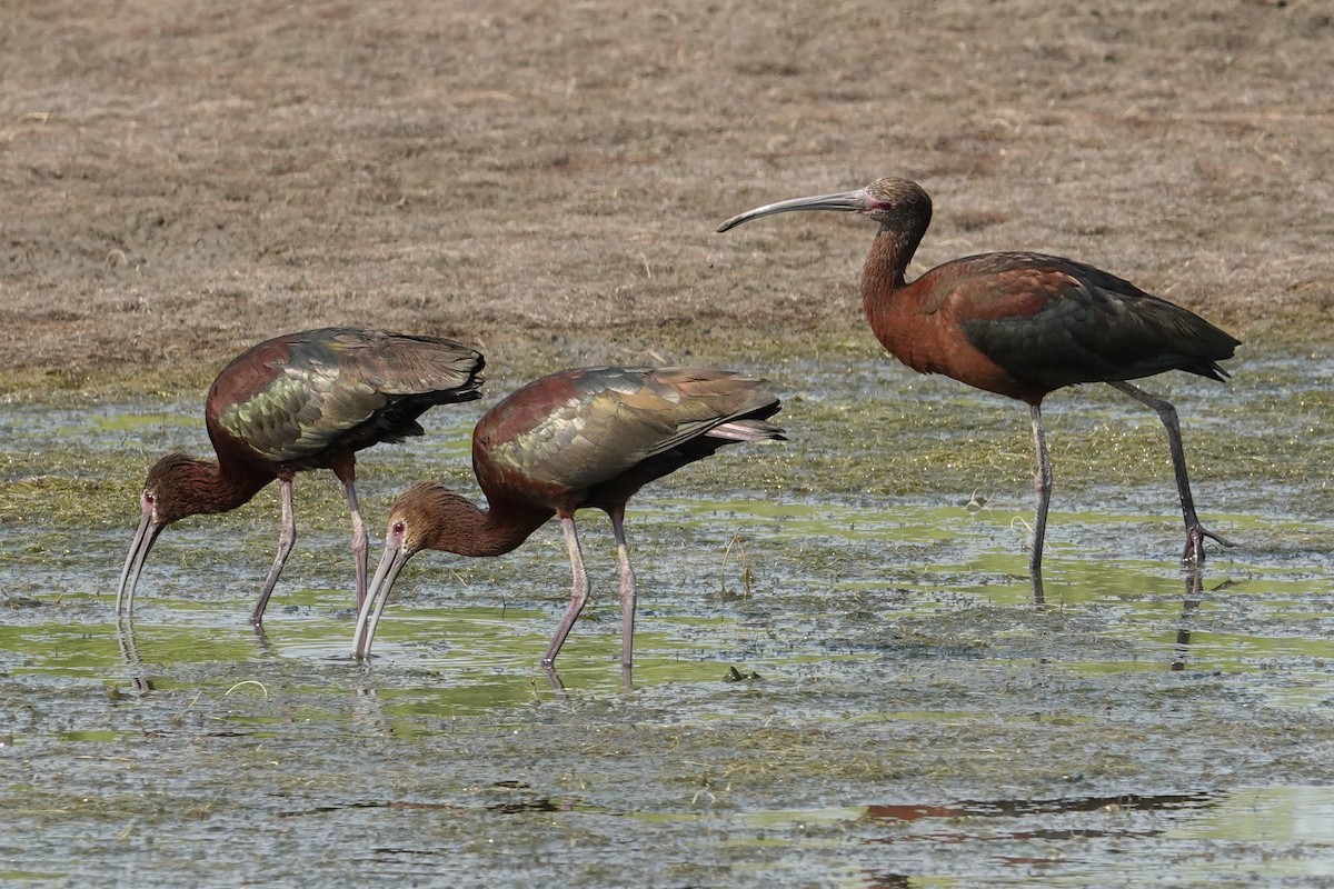 White-faced Ibis - ML638945113