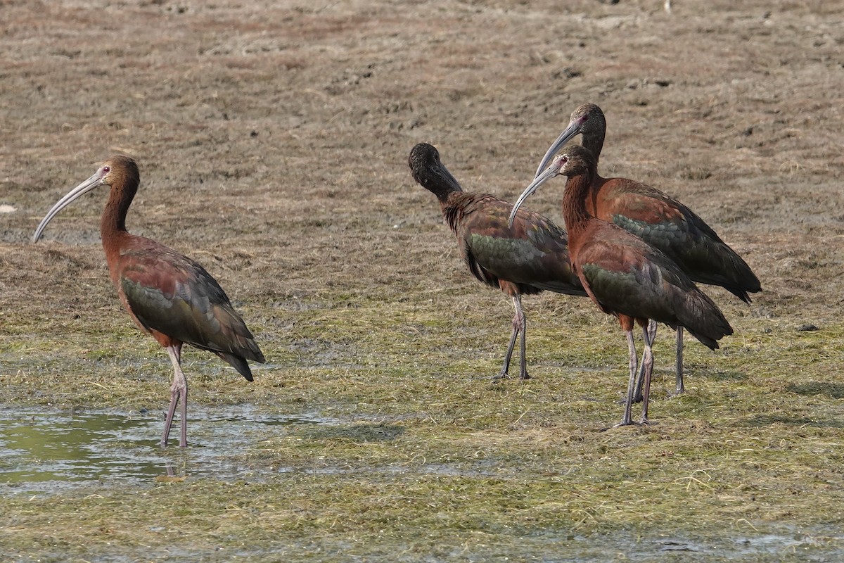White-faced Ibis - ML638945114