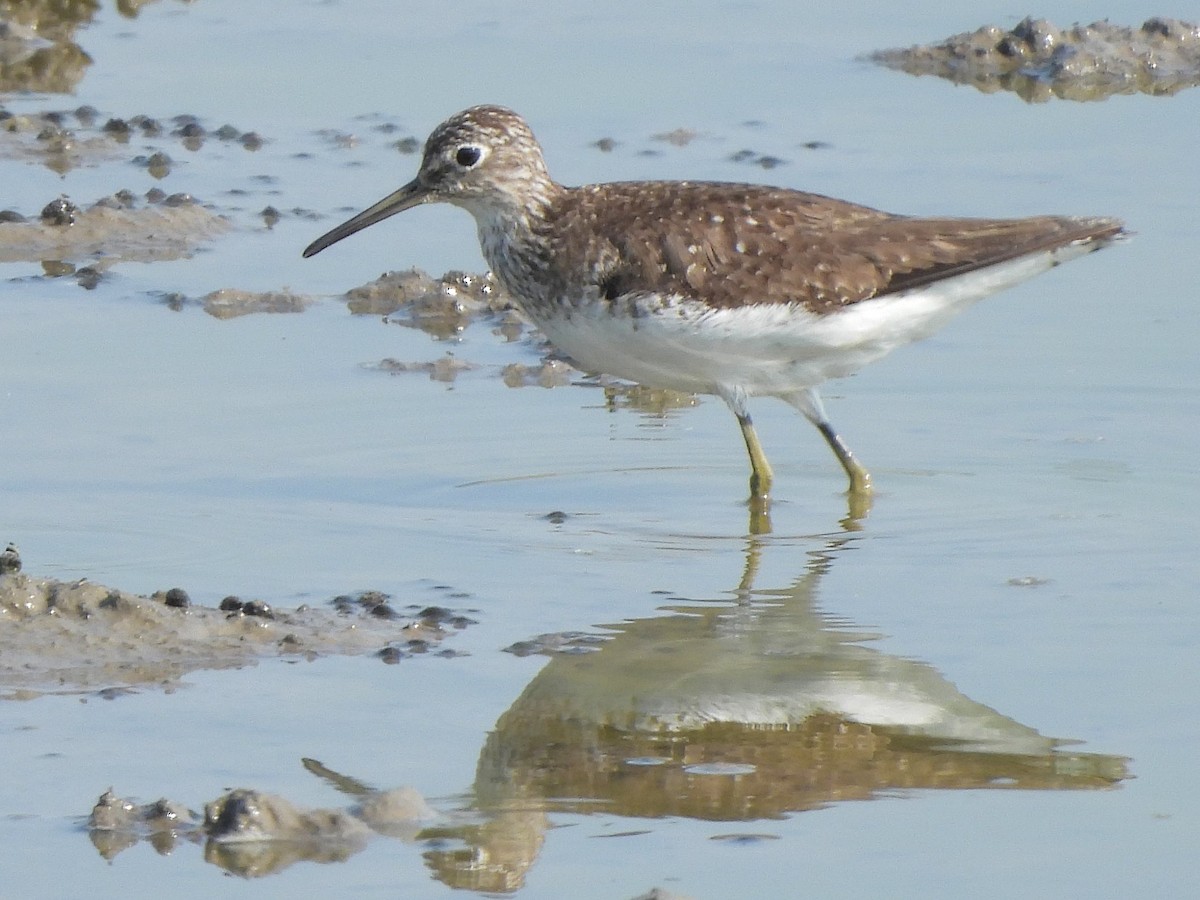 Solitary Sandpiper - ML638945122