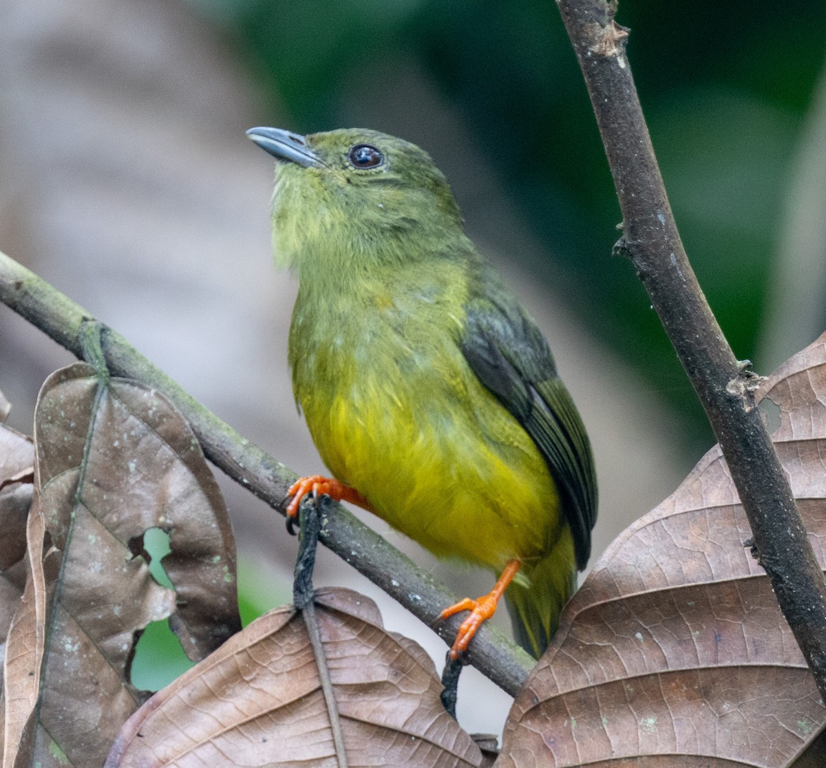 White-collared Manakin - ML638945129