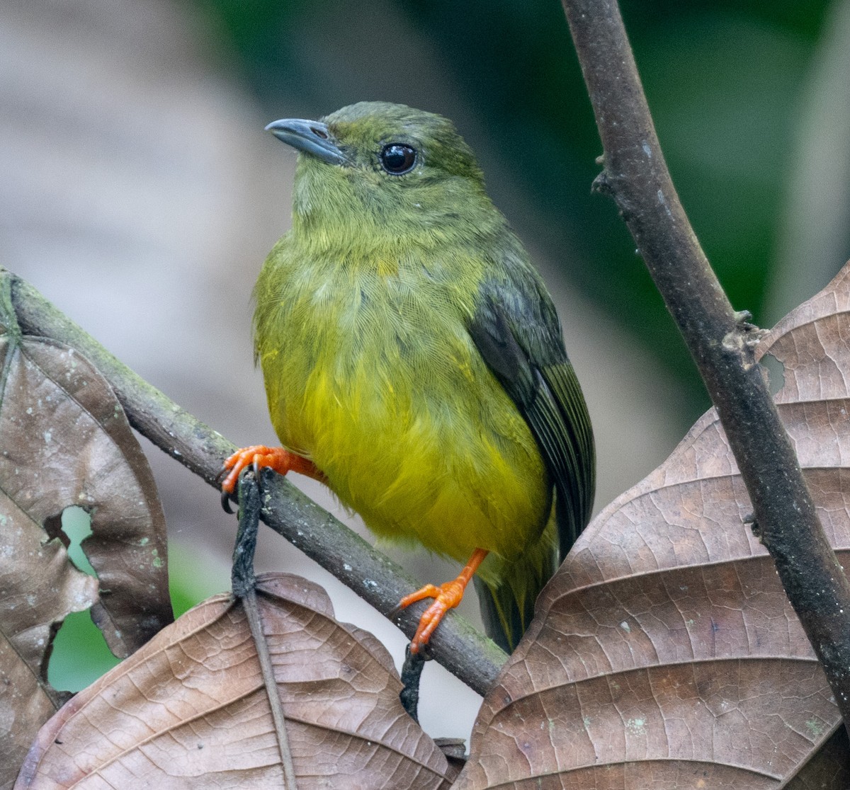 White-collared Manakin - ML638945130