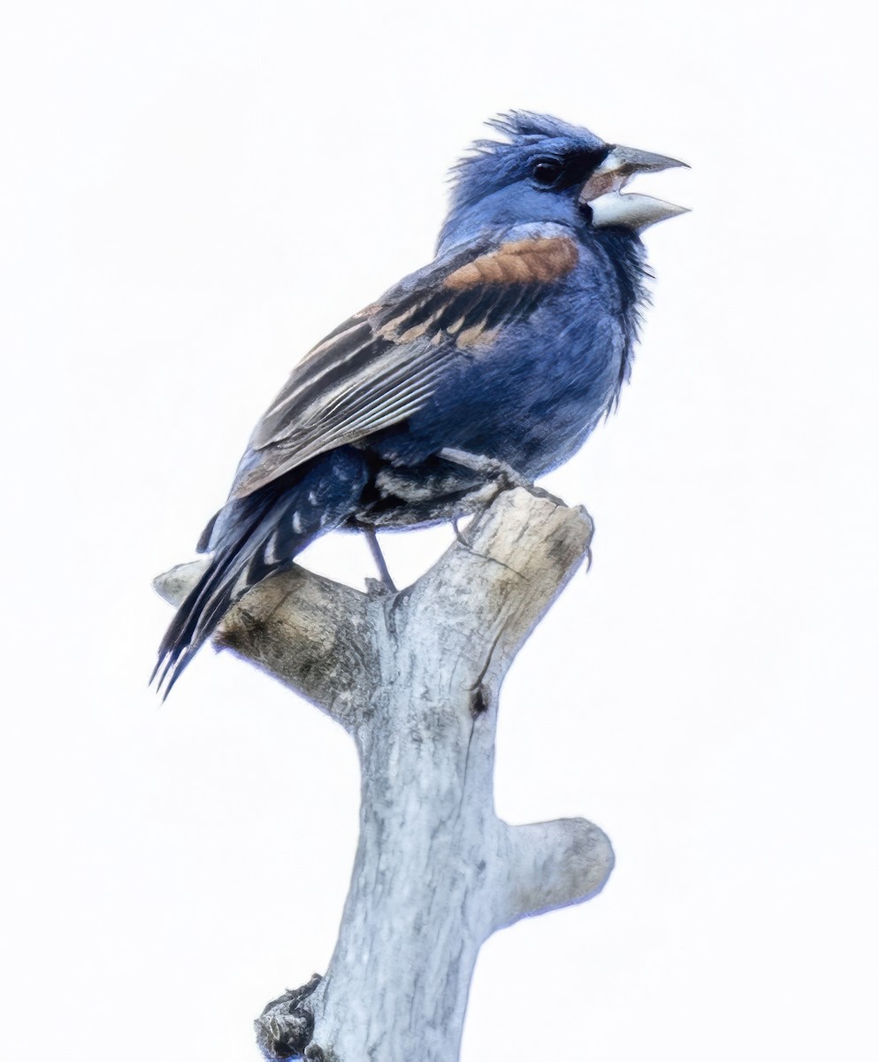 Blue Grosbeak - ML638945135