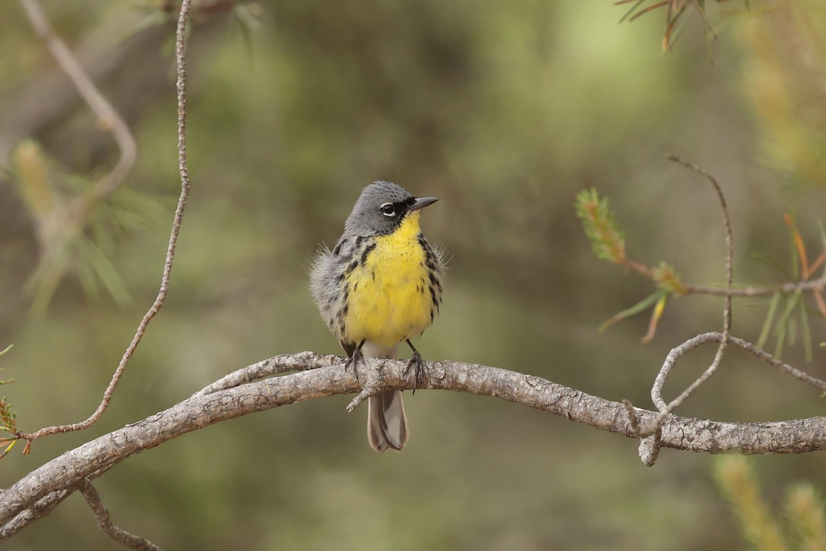 Kirtland's Warbler - ML638945141