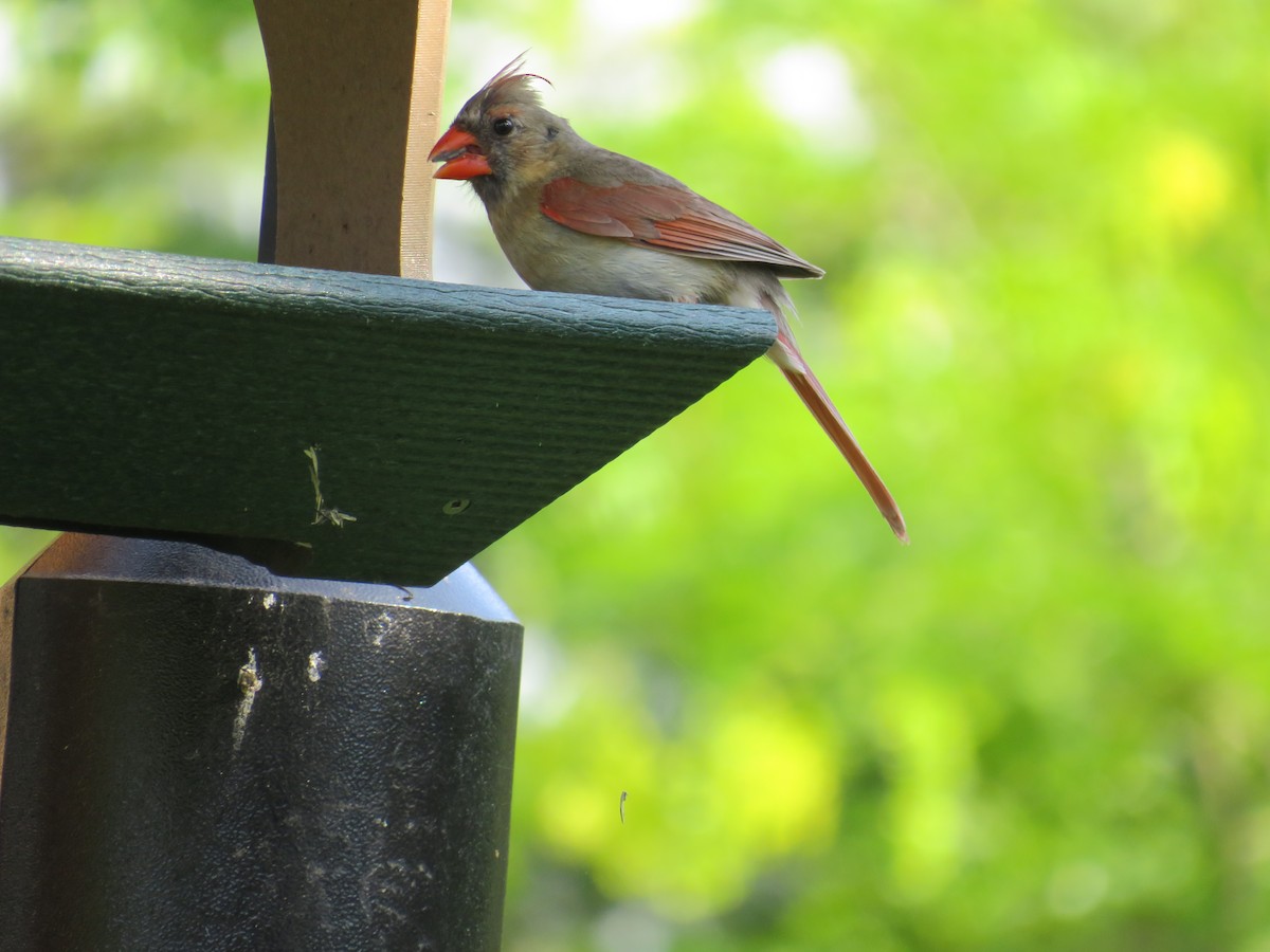 Cardinal rouge - ML638945156